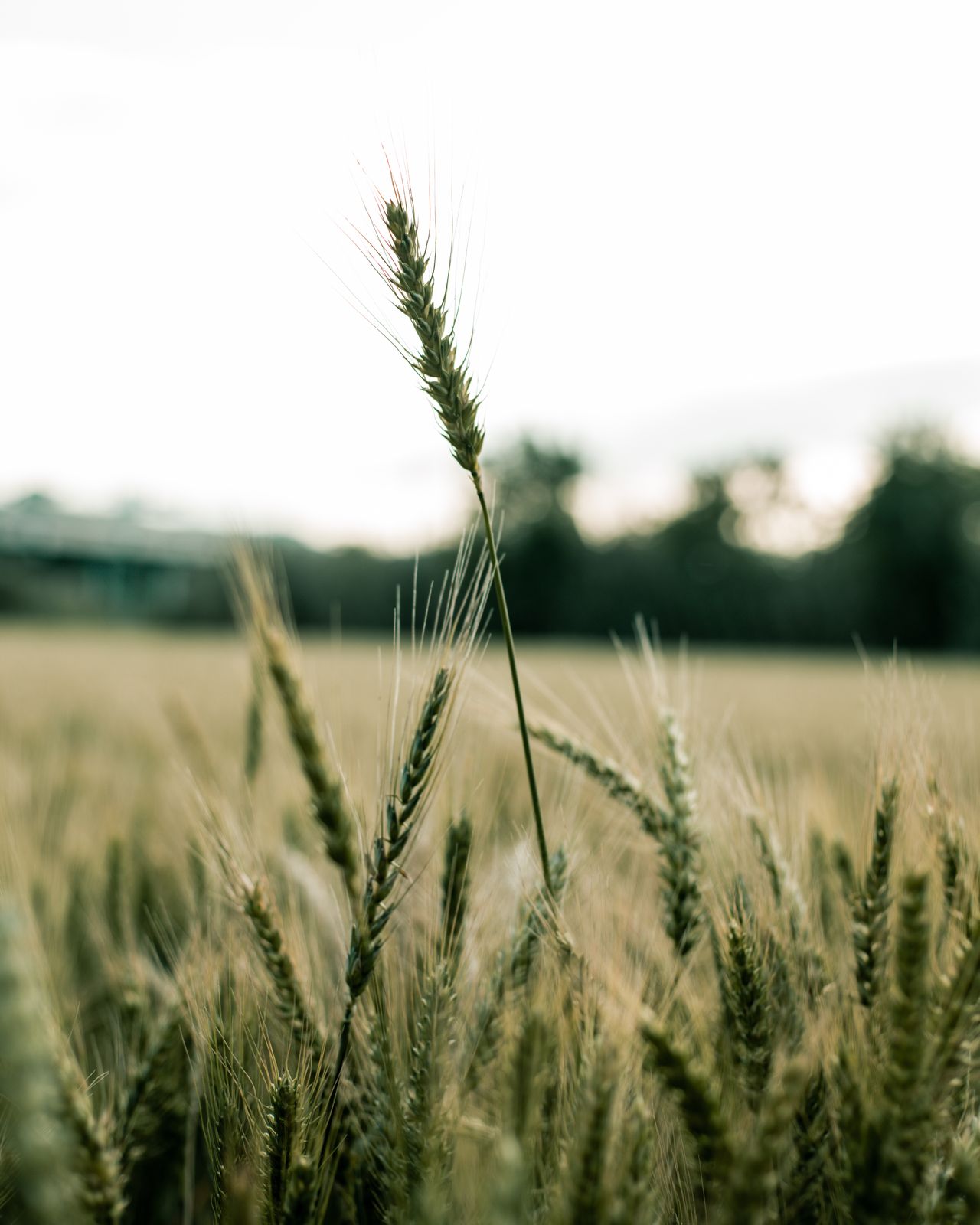 Close-up of a ripe barley ear in the field for an identity-preserved harvest lot