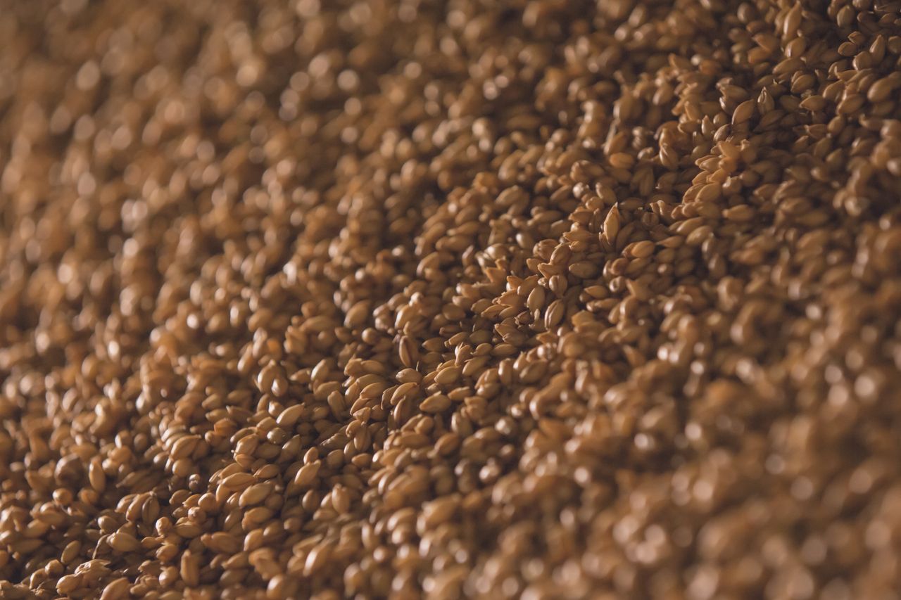 Macro photo of golden organic barley kernels for bulk milling and malting