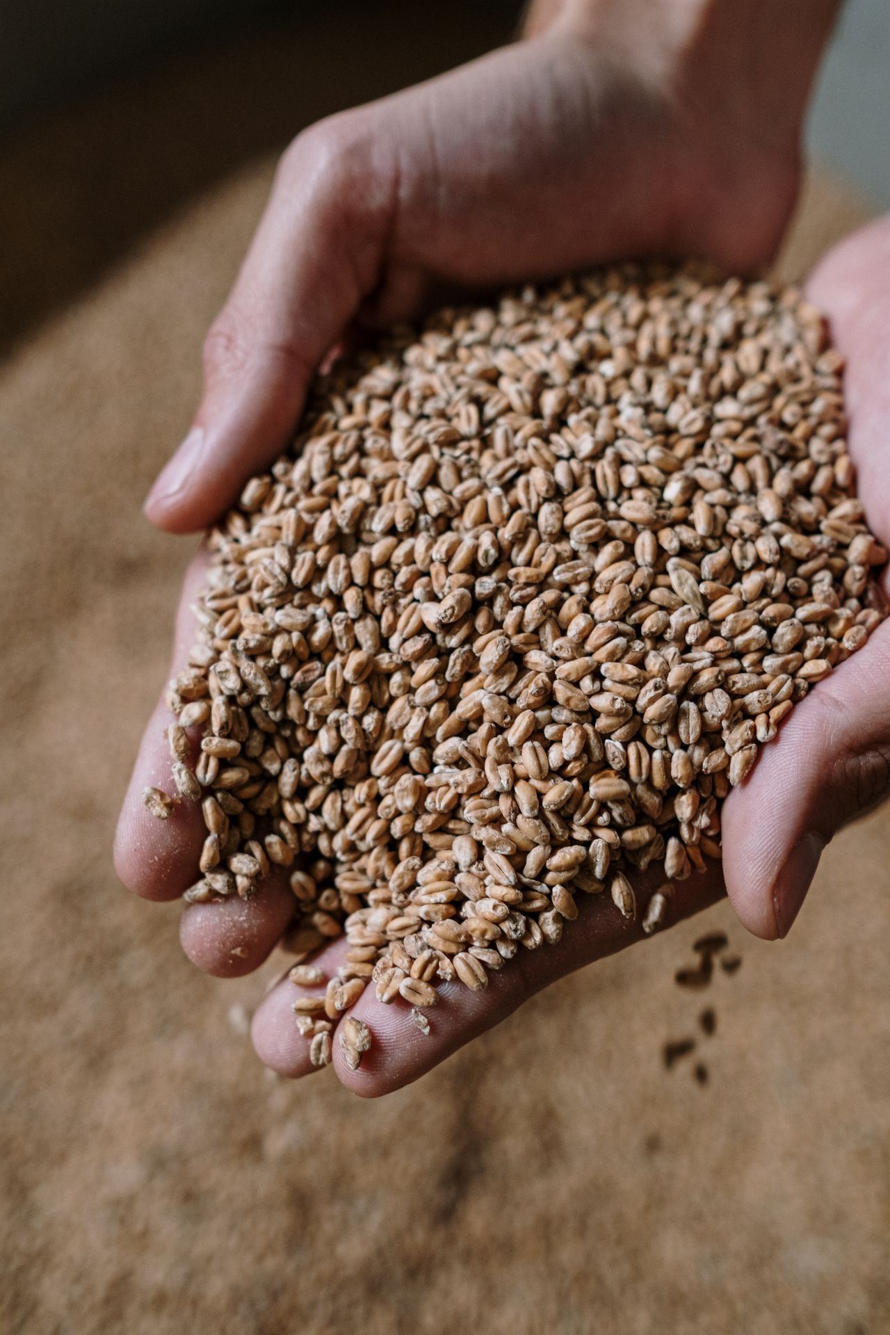 Hands cupping clean barley grains selected for nutraceutical and supplement inputs